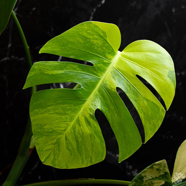 Monstera deliciosa aurea variegated (small form/borsigiana) (E44)