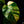 Load image into Gallery viewer, Monstera deliciosa aurea variegated (small form/borsigiana) (E44)
