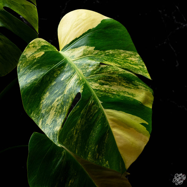 Monstera deliciosa aurea variegated (small form/borsigiana) (E44)