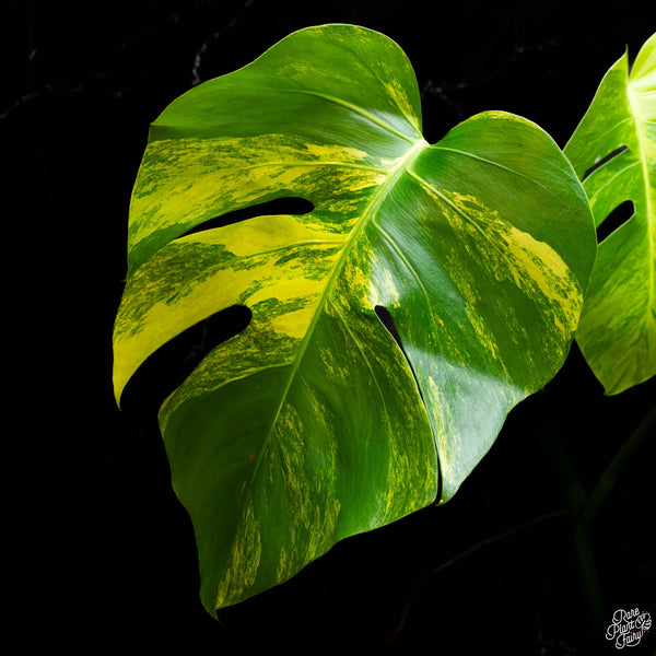 Monstera deliciosa aurea variegated (small form/borsigiana) (E44)