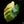 Load image into Gallery viewer, Monstera deliciosa aurea variegated (small form/borsigiana) (E44)
