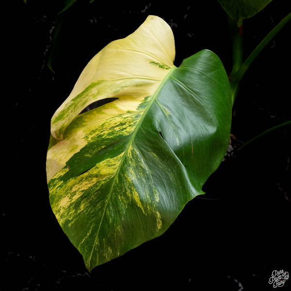 Monstera deliciosa aurea variegated (small form/borsigiana) (E44)