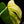 Load image into Gallery viewer, Monstera deliciosa aurea variegated (small form/borsigiana) (E44)
