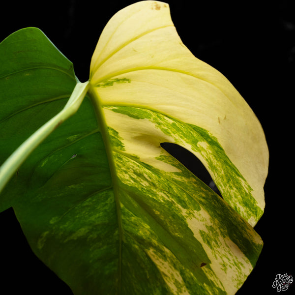 Monstera deliciosa aurea variegated (small form/borsigiana) (E44)