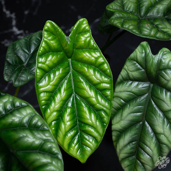 Alocasia Sinuata Quilted Dreams *Grower's choice*