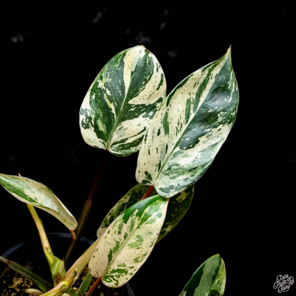 Philodendron 'Emerald King' (A44) *multiple growth points*