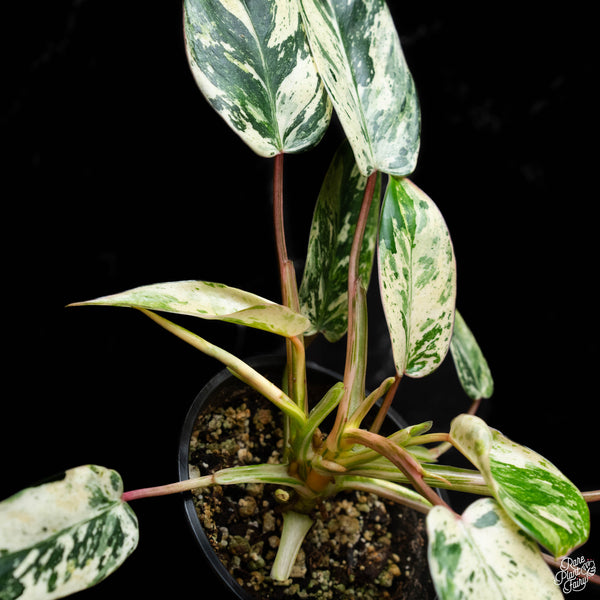 Philodendron 'Emerald King' (A44) *multiple growth points*