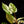 Load image into Gallery viewer, Philodendron &#39;Emerald King&#39; (A44) *multiple growth points*
