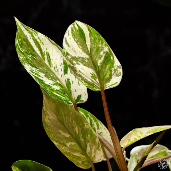 Philodendron 'Emerald King' (A44) *multiple growth points*