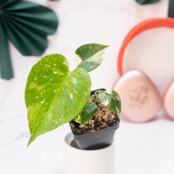 Monstera deliciosa 'Thai constellation' *Grower's choice*