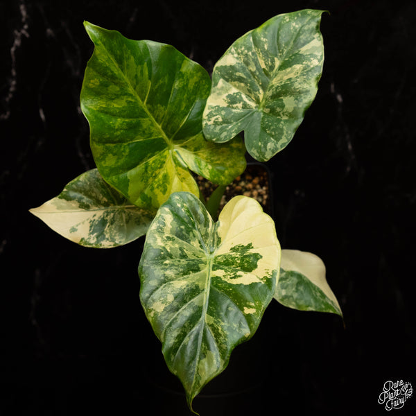 Alocasia odora 'Gageana' aurea variegated *Grower's choice*