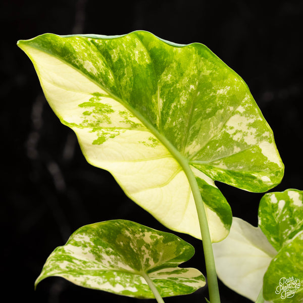 Alocasia odora 'Gageana' aurea variegated *Grower's choice*