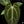 Load image into Gallery viewer, Anthurium NOID &quot;wings&quot; x bessea aff. *Grower&#39;s choice*
