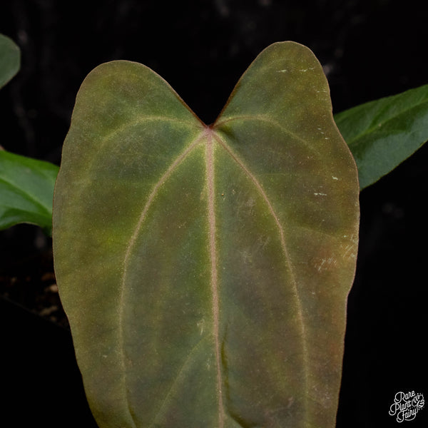 Anthurium red crystallinum (NSE purple emergent) x portilloi (Ree Gardens) *Grower's choice*