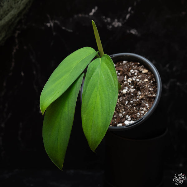 Monstera croatii (A44)