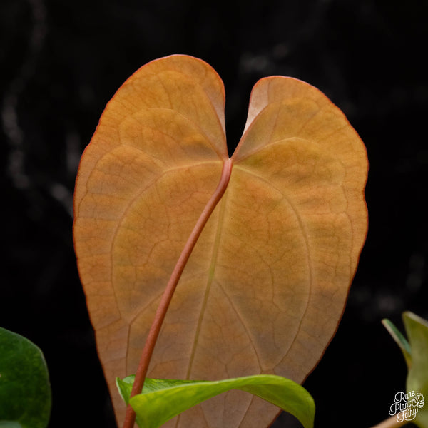 Anthurium magnificum x 'Ace of Spades' AOS *Grower's choice*