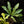Load image into Gallery viewer, Anthurium clavigerum variegated (C23)
