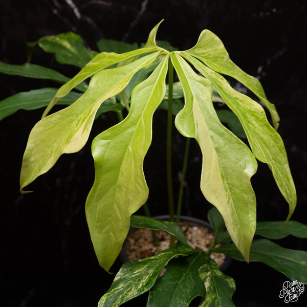 Anthurium clavigerum variegated (C23)