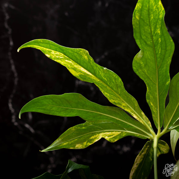 Anthurium clavigerum variegated (C23)
