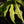 Load image into Gallery viewer, Anthurium clavigerum variegated (C23)

