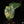 Load image into Gallery viewer, Alocasia &#39;Yucatan Princess&#39; variegated (A24)
