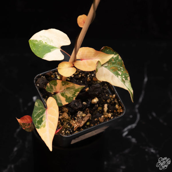 Fallopia multiflora variegated (A24) *multiple growth points*