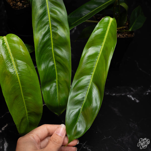 Philodendron patriciae *Growers choice