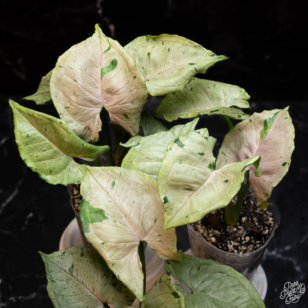 Syngonium green splash / green spot / grey ghost *Grower's choice*