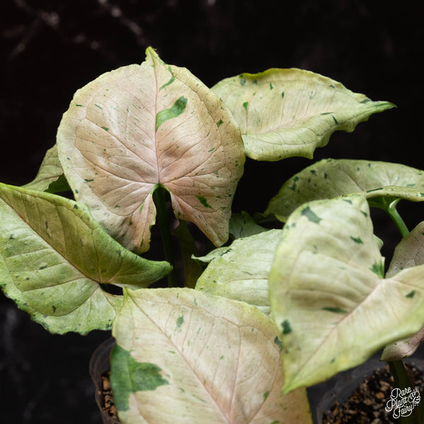 Syngonium green splash / green spot / grey ghost *Grower's choice*