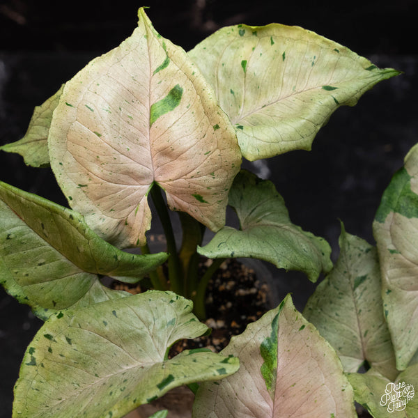 Syngonium green splash / green spot / grey ghost *Grower's choice*