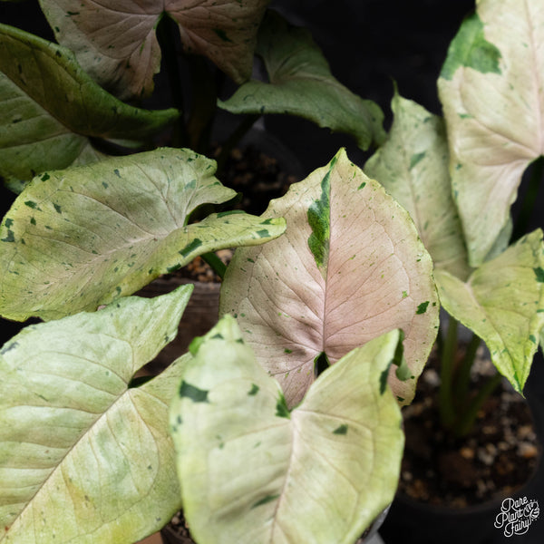 Syngonium green splash / green spot / grey ghost *Grower's choice*