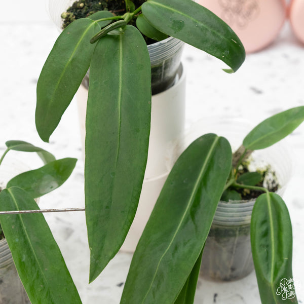 Anthurium pallidiflorum seedling *Grower's Choice*