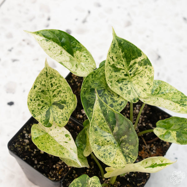 Alocasia 'Dragon Scale' mint variegated *Grower's choice*