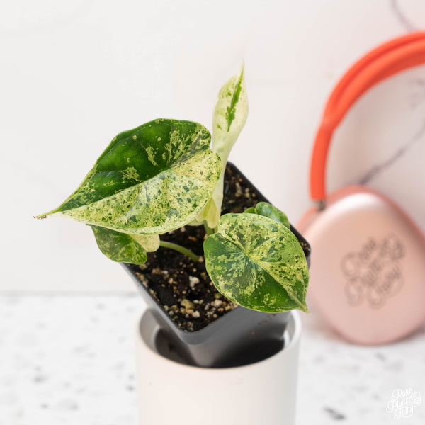 Alocasia 'Dragon Scale' mint variegated *Grower's choice*