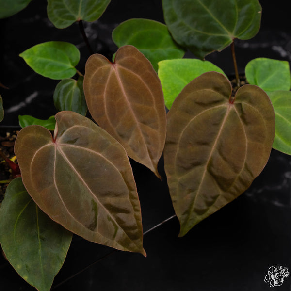 Anthurium red crystallinum (purple emergent leaves) x antolakii (previously BVEP) *Grower's Choice*