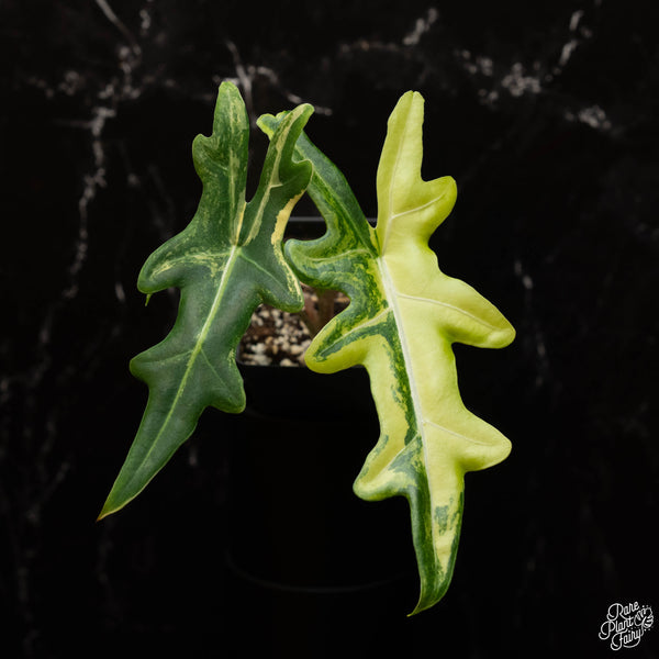 Alocasia portei aurea variegated (A35)