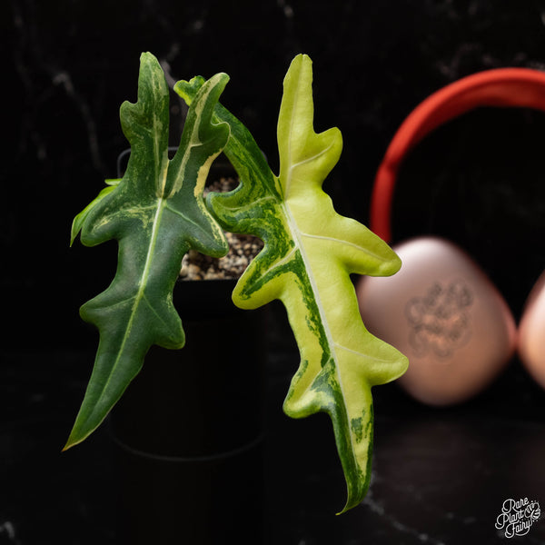 Alocasia portei aurea variegated (A35)