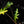 Load image into Gallery viewer, Alocasia portei aurea variegated (A35)
