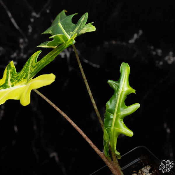 Alocasia portei aurea variegated (A35)