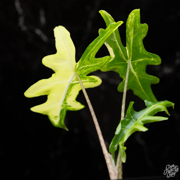 Alocasia portei aurea variegated (A35)