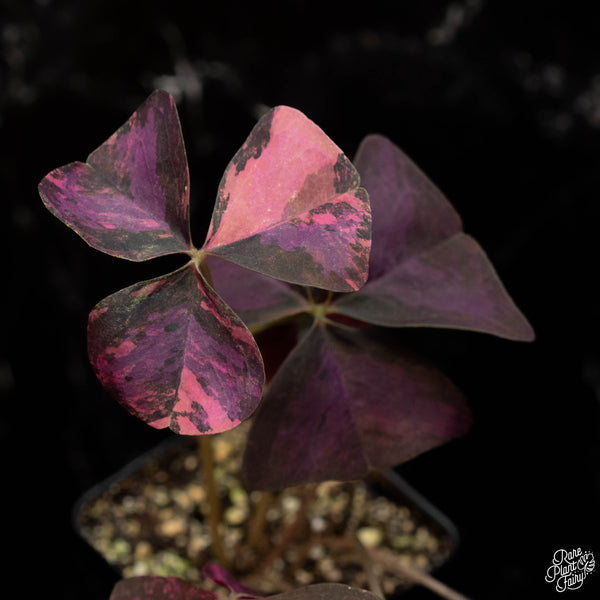 Oxalis triangularis varigated *Grower's Choice*