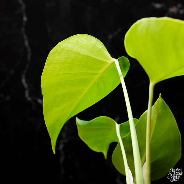 Monstera deliciosa var. sierrana — Vintage Green Farms with Tom Piergrossi