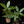 Pachira glabra money tree variegated *Grower's choice*