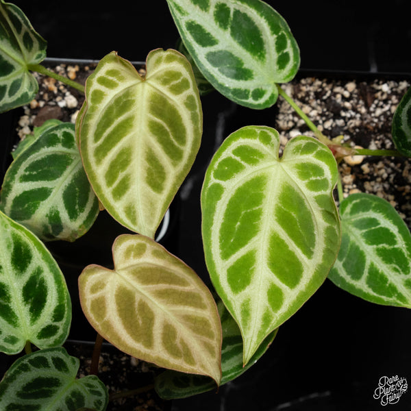 Anthurium crystallinum 'Crystal Hope' *Grower's choice*