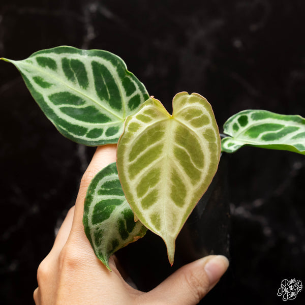 Anthurium crystallinum 'Crystal Hope' *Grower's choice*