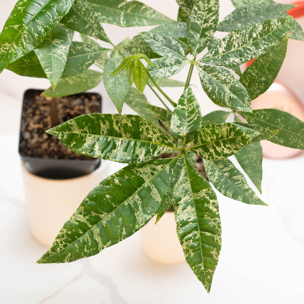 Pachira glabra money tree variegated *Grower's choice*