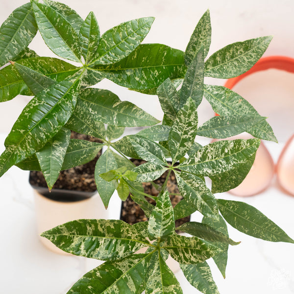 Pachira glabra money tree variegated *Grower's choice*