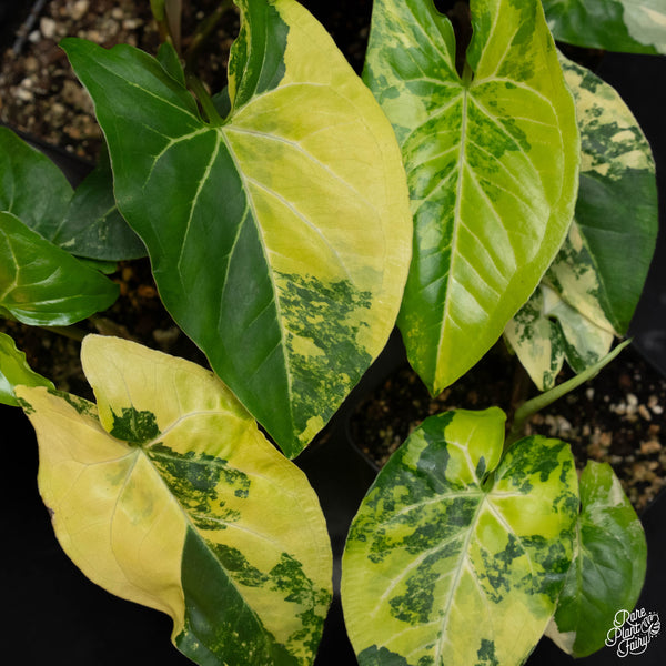 Syngonium aurea *Growers choice*