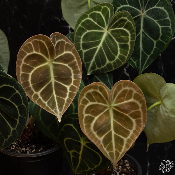 Anthurium clarinervium *Grower's choice*