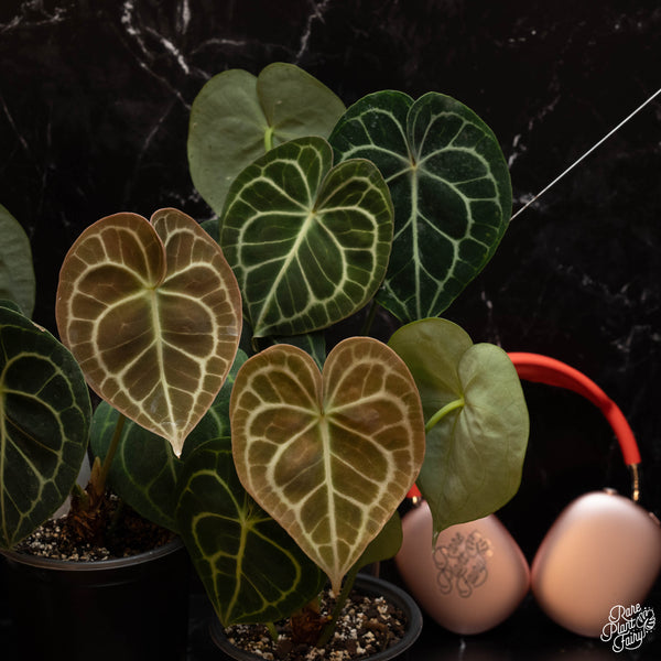 Anthurium clarinervium *Grower's choice*